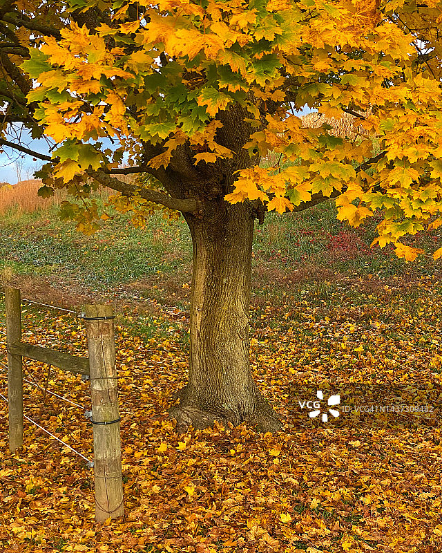 茂盛的金黄色秋树色彩图片素材