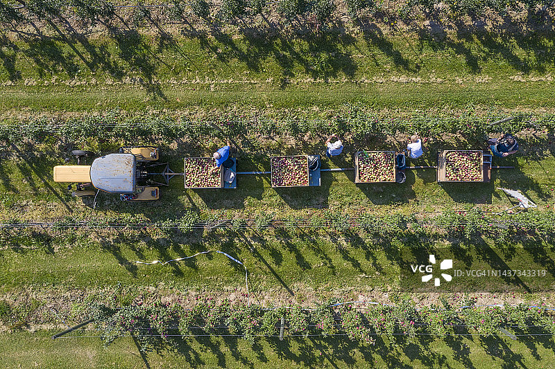 在果园采摘苹果（航拍）图片素材