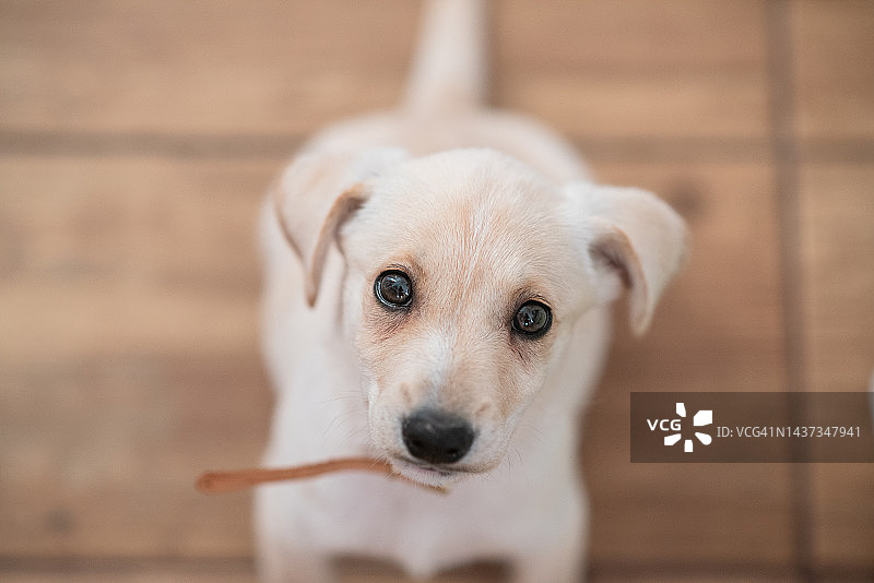 白色小狗图片素材