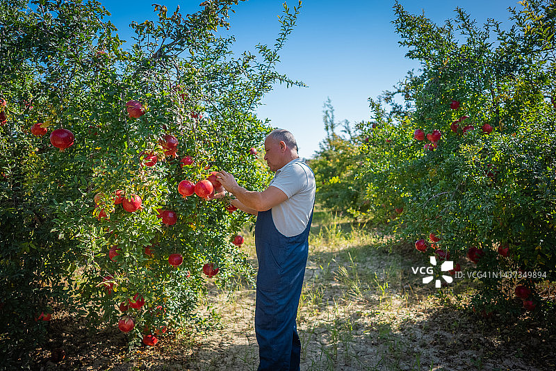 年长的农民从花园里的树上采摘成熟的石榴图片素材