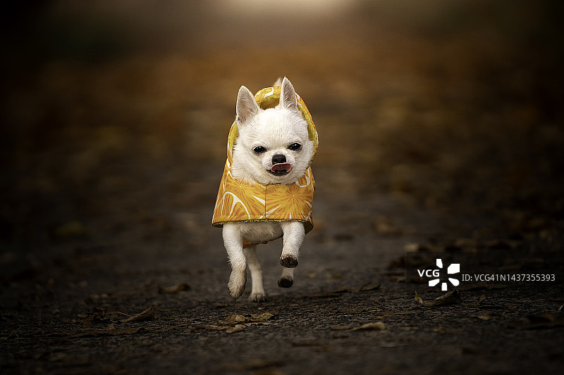 奔跑的吉娃娃犬图片素材