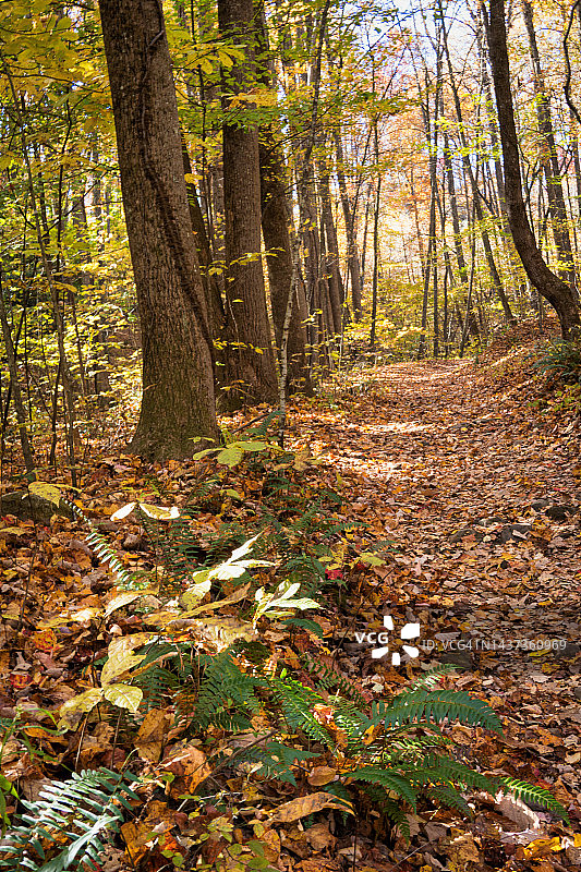 秋季森林中充满活力的落叶和绿色蕨类植物的徒步路线图片素材