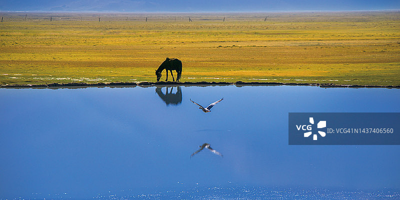 湖边饮水的马群图片素材