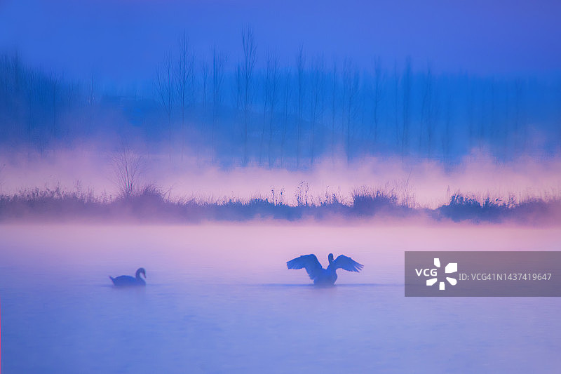 湖中的野鸟和天鹅图片素材