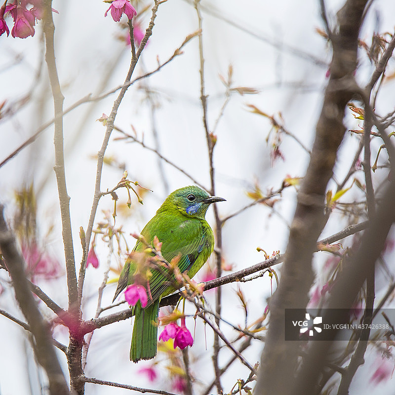 春日樱花树上的小鸟图片素材