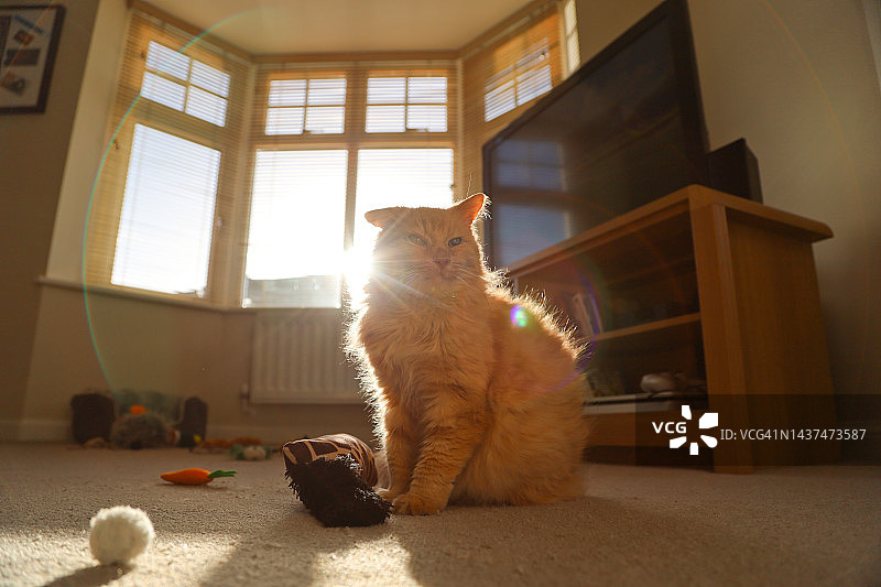 玩具猫图片素材