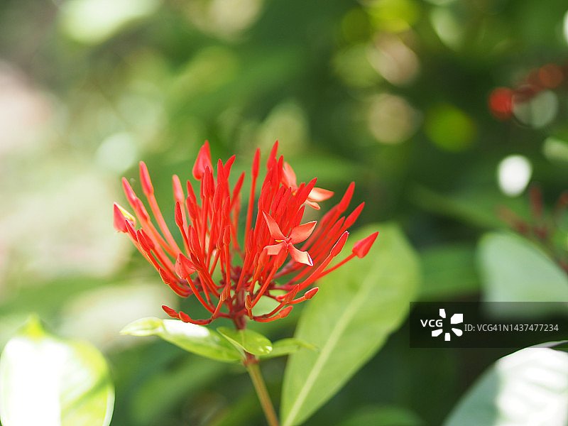红色龙船花在绿色树丛中绽放图片素材