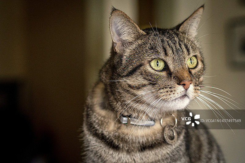 表情惊讶的虎斑猫图片素材