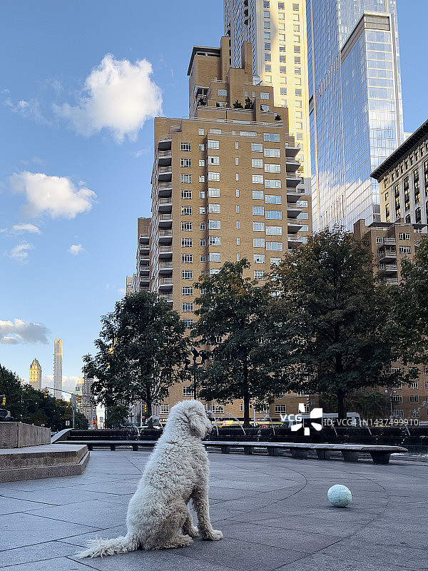 城市里的宠物图片素材