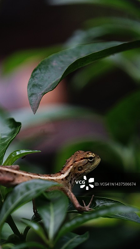 叶子上的普通园蜥蜴图片素材