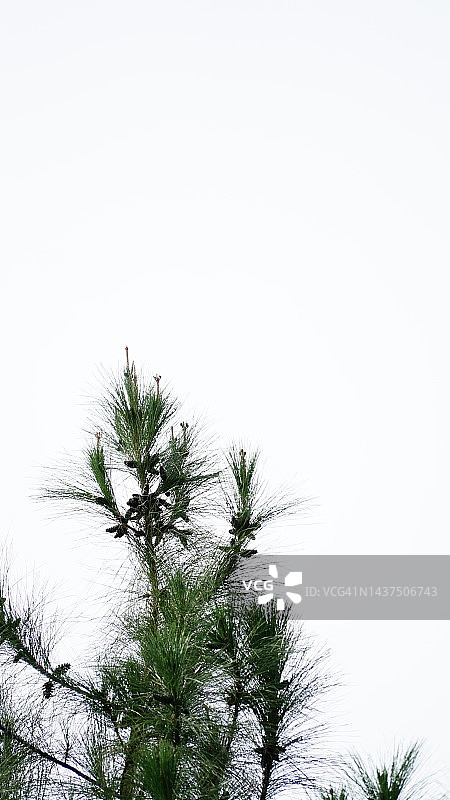 松树顶图片素材