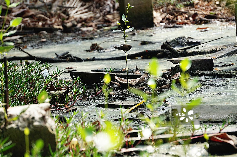 灌木丛生的脏水池塘风光图片素材