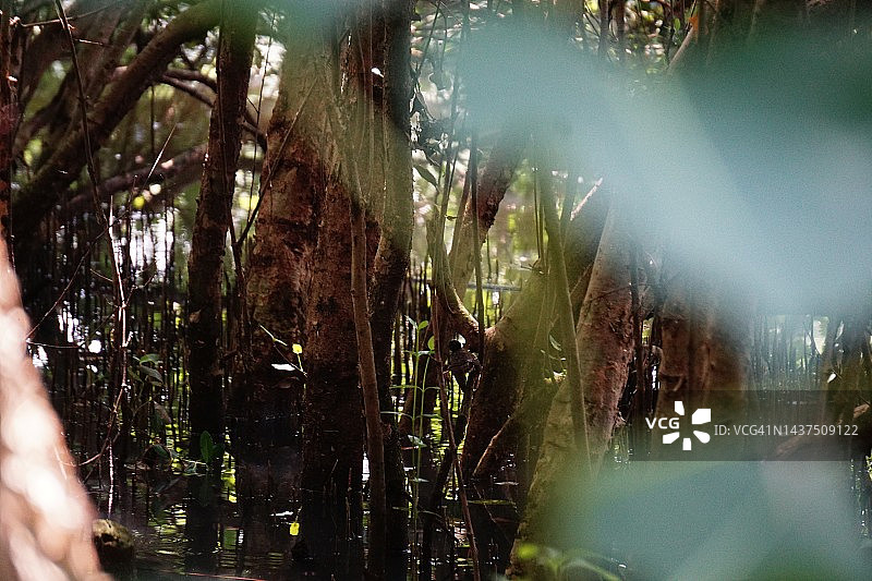 红树林根系和树枝图片素材