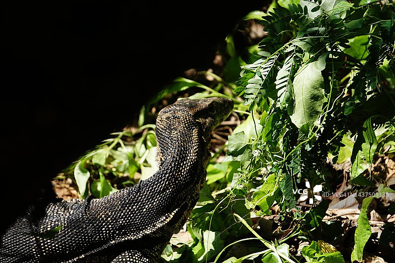 亚洲水巨蜥在河岸上晒太阳图片素材