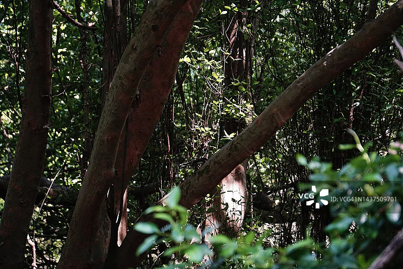 动物栖息地的深色红树林图片素材