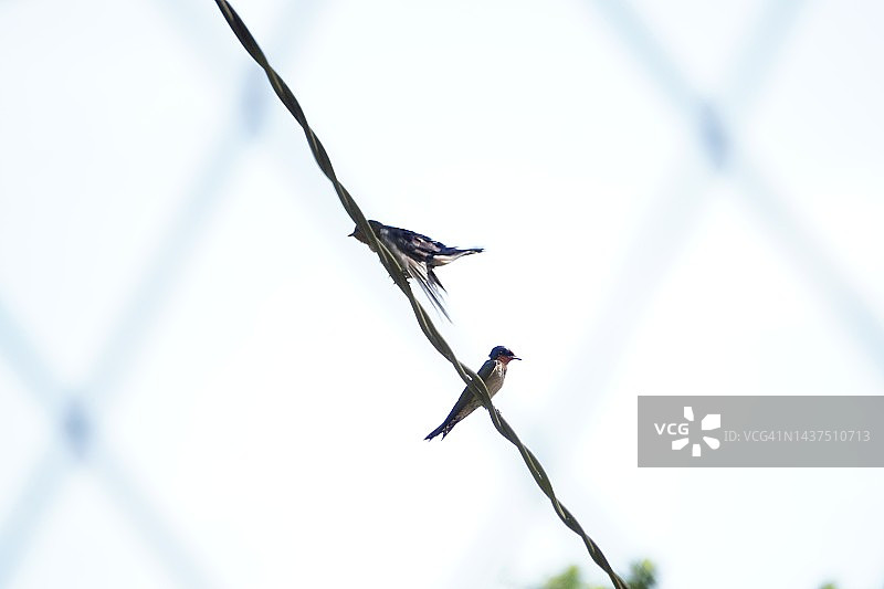 太平洋燕子栖息在电缆上图片素材