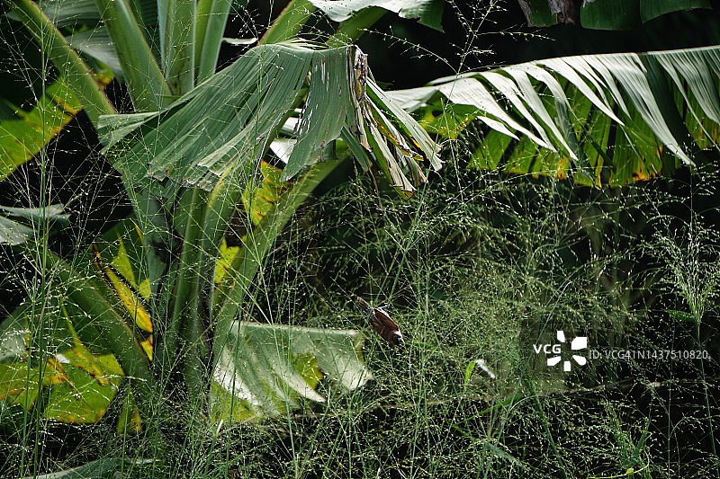 栖息在草本花序上的鸟儿图片素材