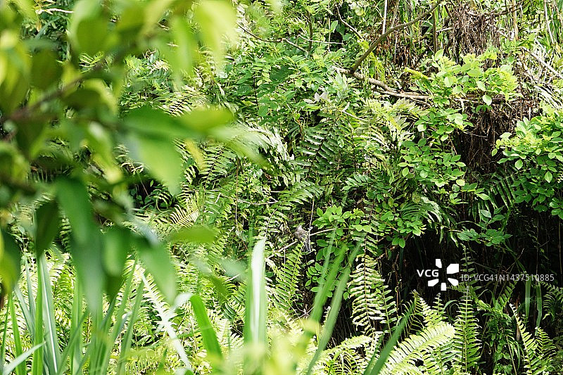 雨林中的热带灌木图片素材