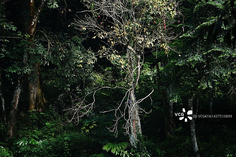 黑暗森林图片素材
