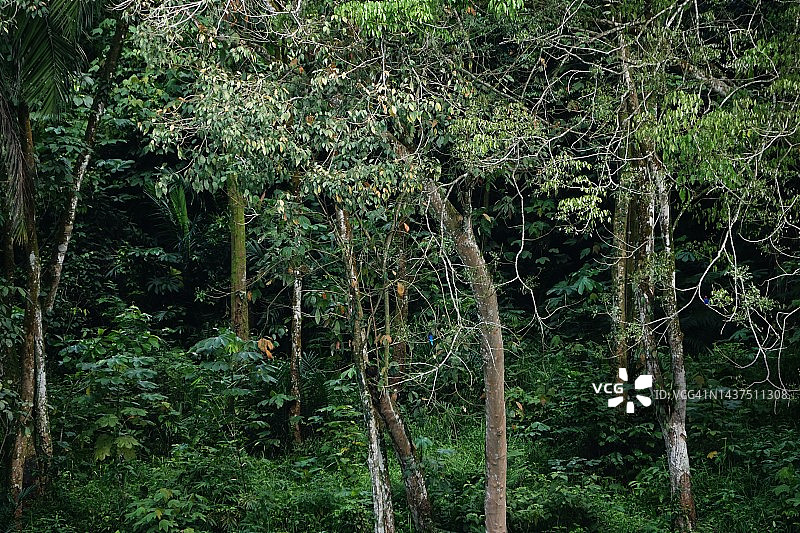 深绿色森林与各种树冠图片素材