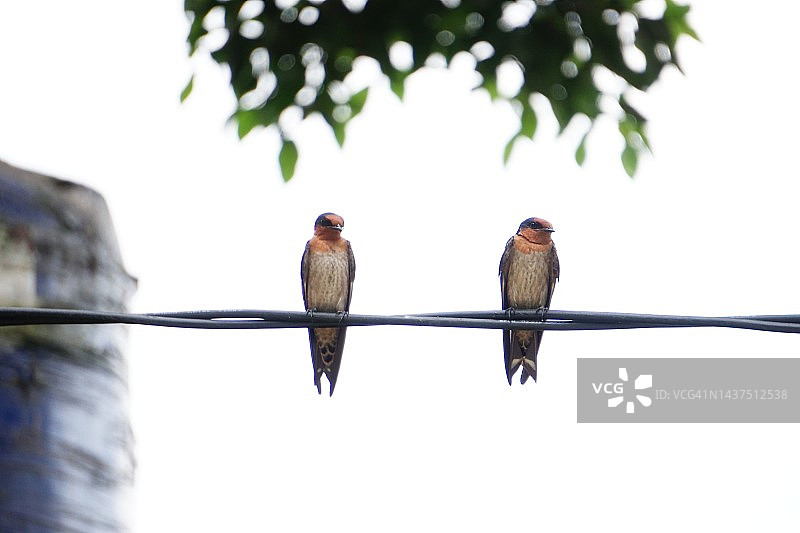 太平洋燕子栖息在电缆上图片素材