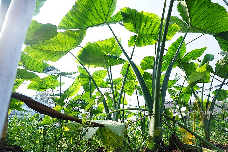 田间栽培芋头图片素材