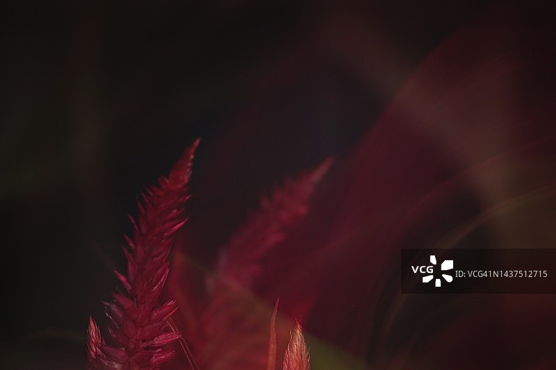 红色火焰花图片素材