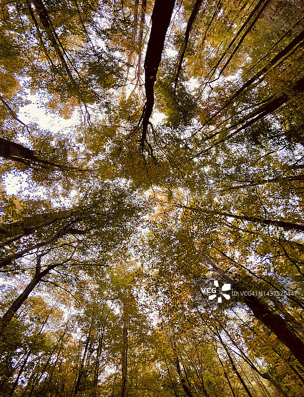 秋树树冠下的森林天空图片素材