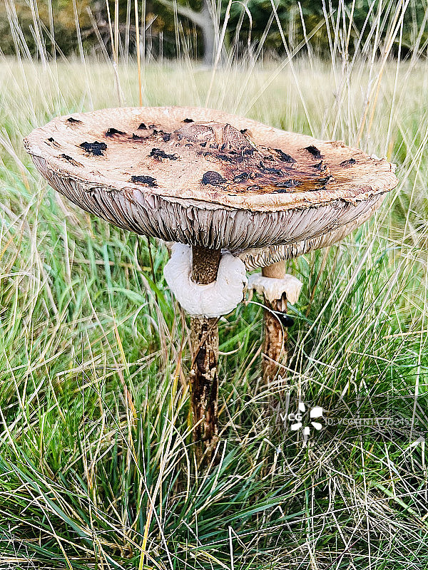 田野中的高大环柄菇特写图片素材