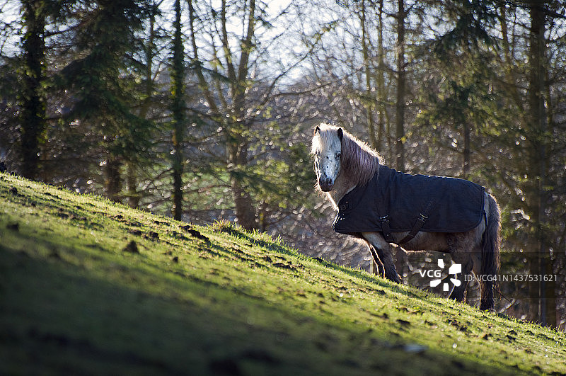 穿着外套的宠物马图片素材