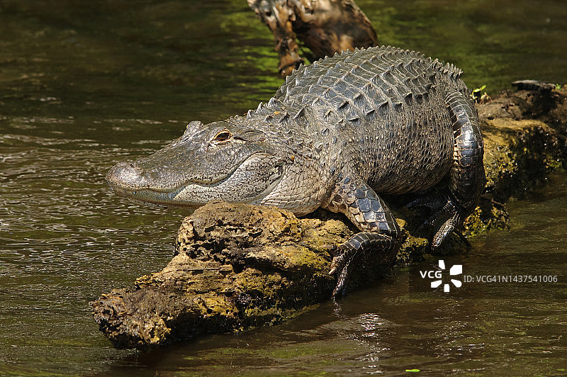 在沼泽地里晒太阳的鳄鱼图片素材