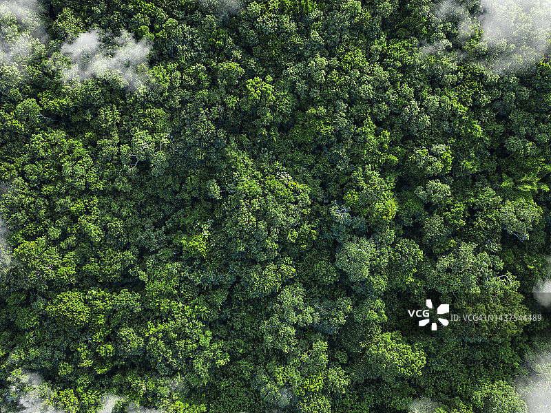 云雾缭绕的热带绿色森林自然风光图片素材