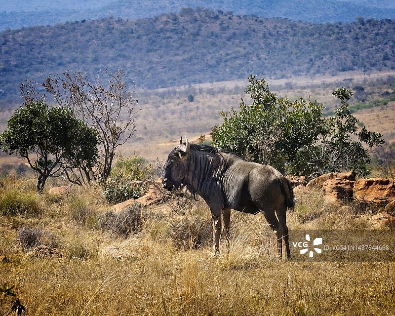 非洲稀树草原上的蓝色角马图片素材