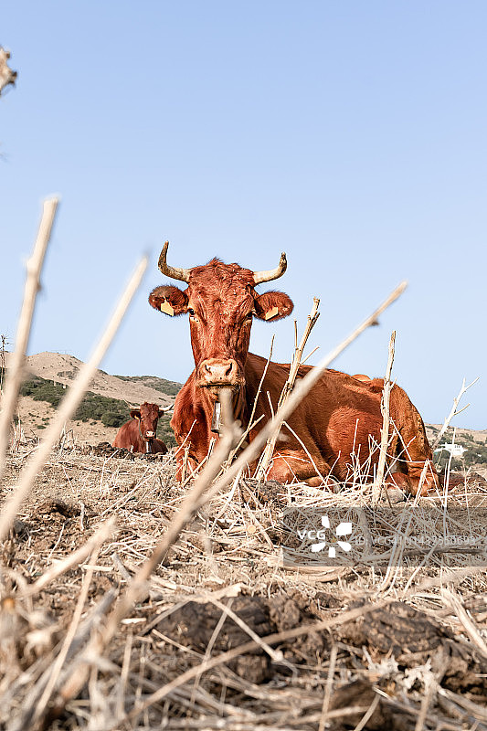 竖版照片：休息在干燥草地上的奶牛图片素材