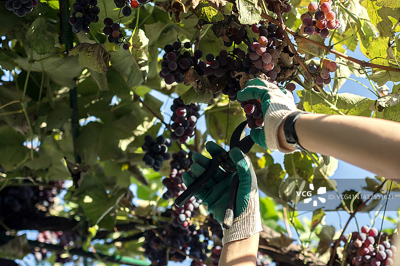 采摘葡萄：修剪葡萄的特写镜头图片素材