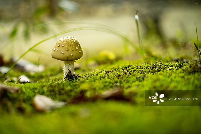 特写：蘑菇图片素材