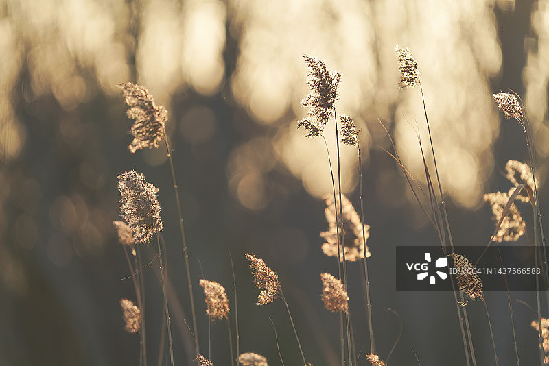 沟渠芦苇图片素材