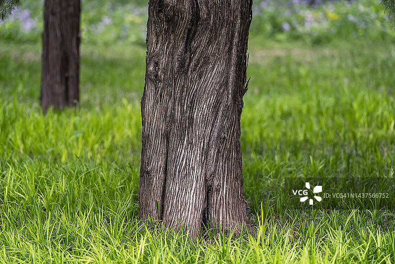 树干底部图片素材