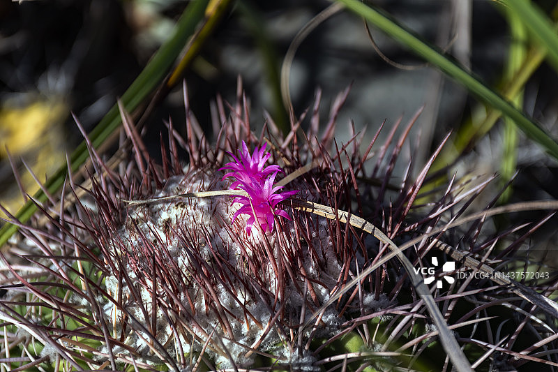 仙人掌瓜图片素材
