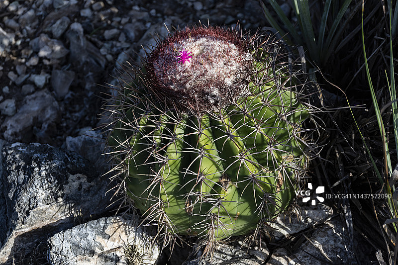 仙人掌瓜图片素材
