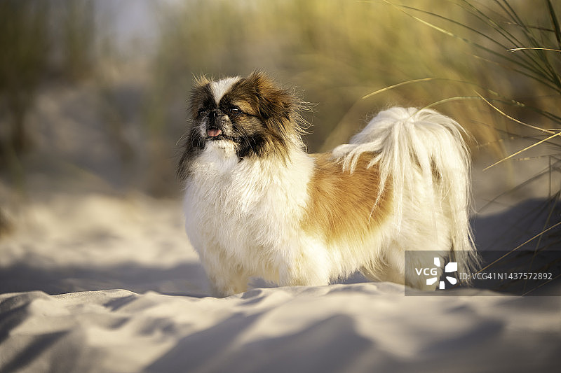 京巴犬品种狗肖像图片素材