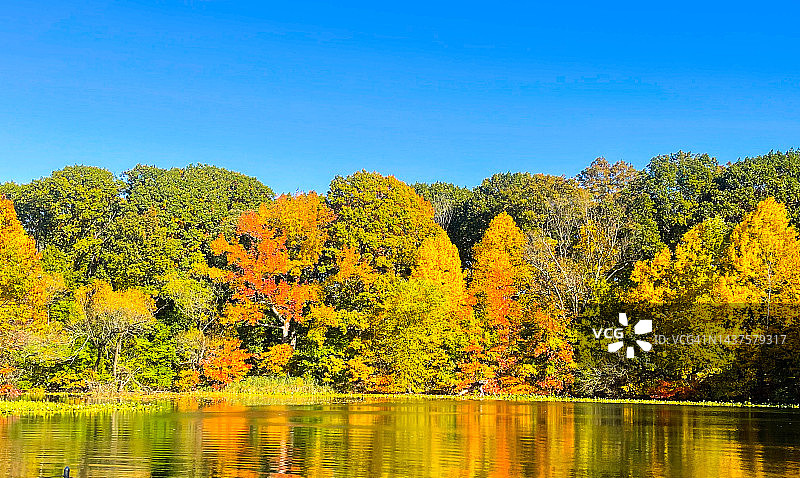 在布鲁克林树木附近的公园里的人们图片素材