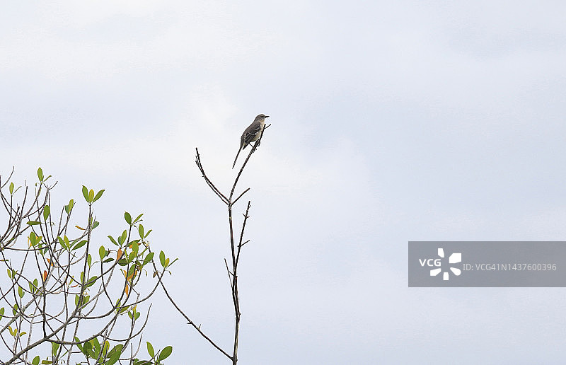 栖息在树枝上的反舌鸟图片素材