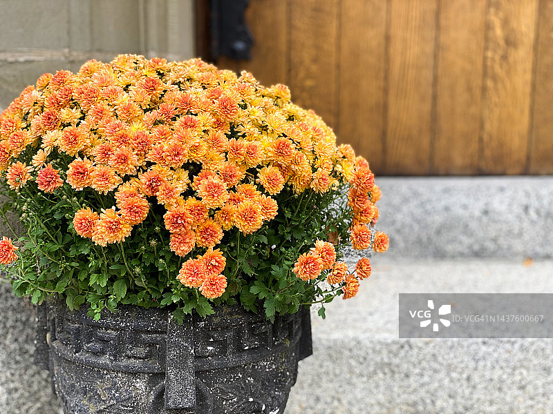 传统盆栽菊花，古董木门前，秋季图片素材