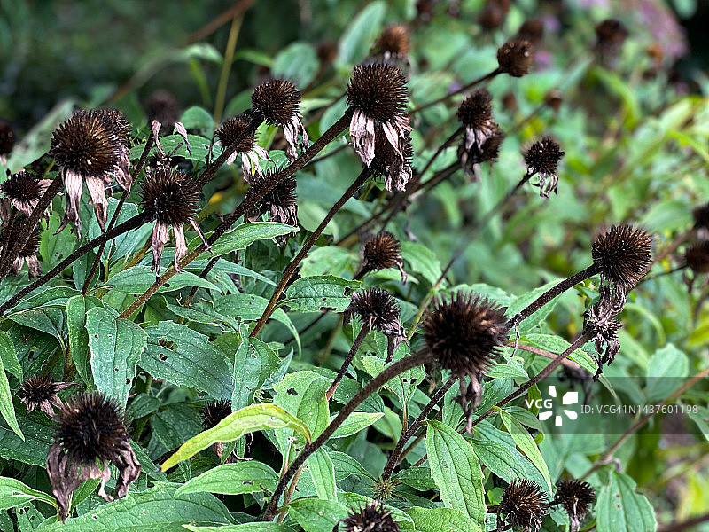 晾晒松果菊图片素材