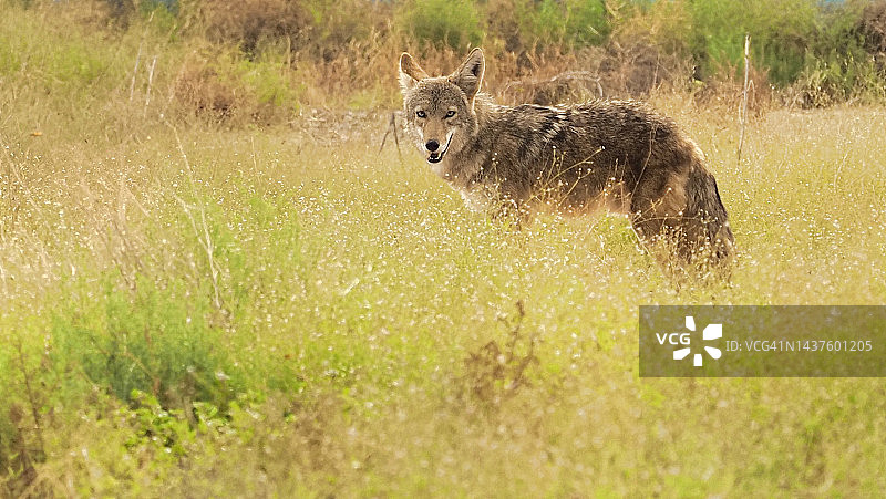 认识你图片素材