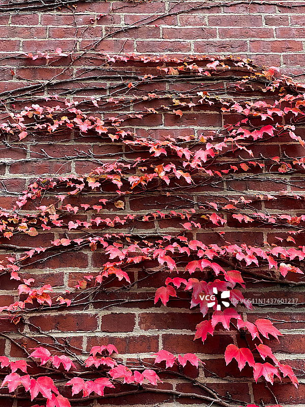 覆盖砖砌建筑外墙的红色波士顿常春藤图片素材