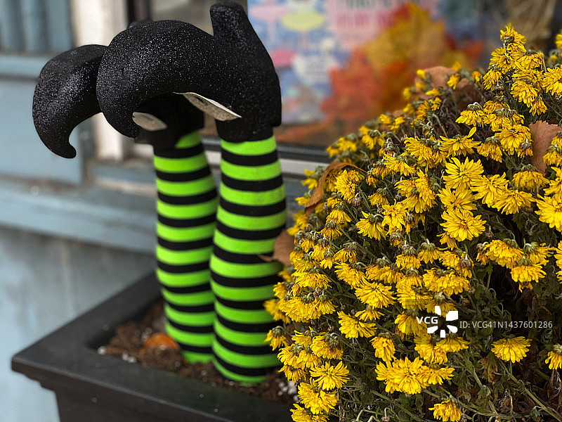 万圣节户外装饰：女巫的腿伸出窗户花盆图片素材