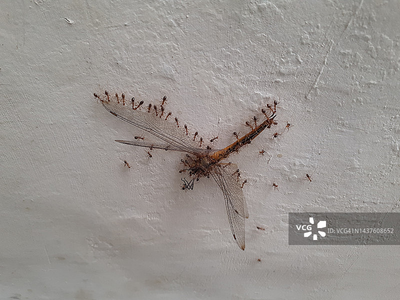 蚂蚁搬运死蜻蜓图片素材