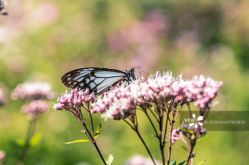 虎斑蝶与日本泽兰花图片素材